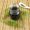 5-Big-Benefits-of-Choosing-Herbal-Cough-Syrup-Over-Chemical-Cough-Syrup